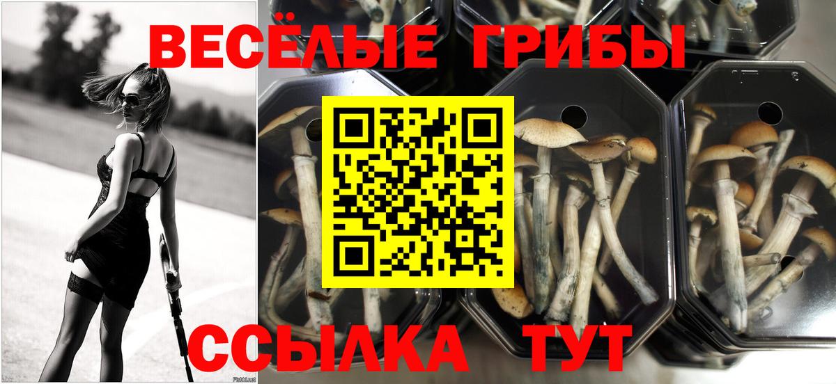 Галлюциногенные грибы Psilocybe Россошь